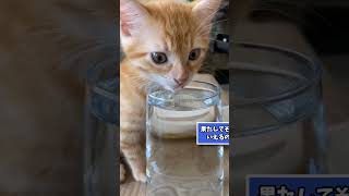 ネッコの動画見てニヤけたら負けｗｗｗ　#2ch #2ch動物スレ #動物 #犬 #猫 #shorts