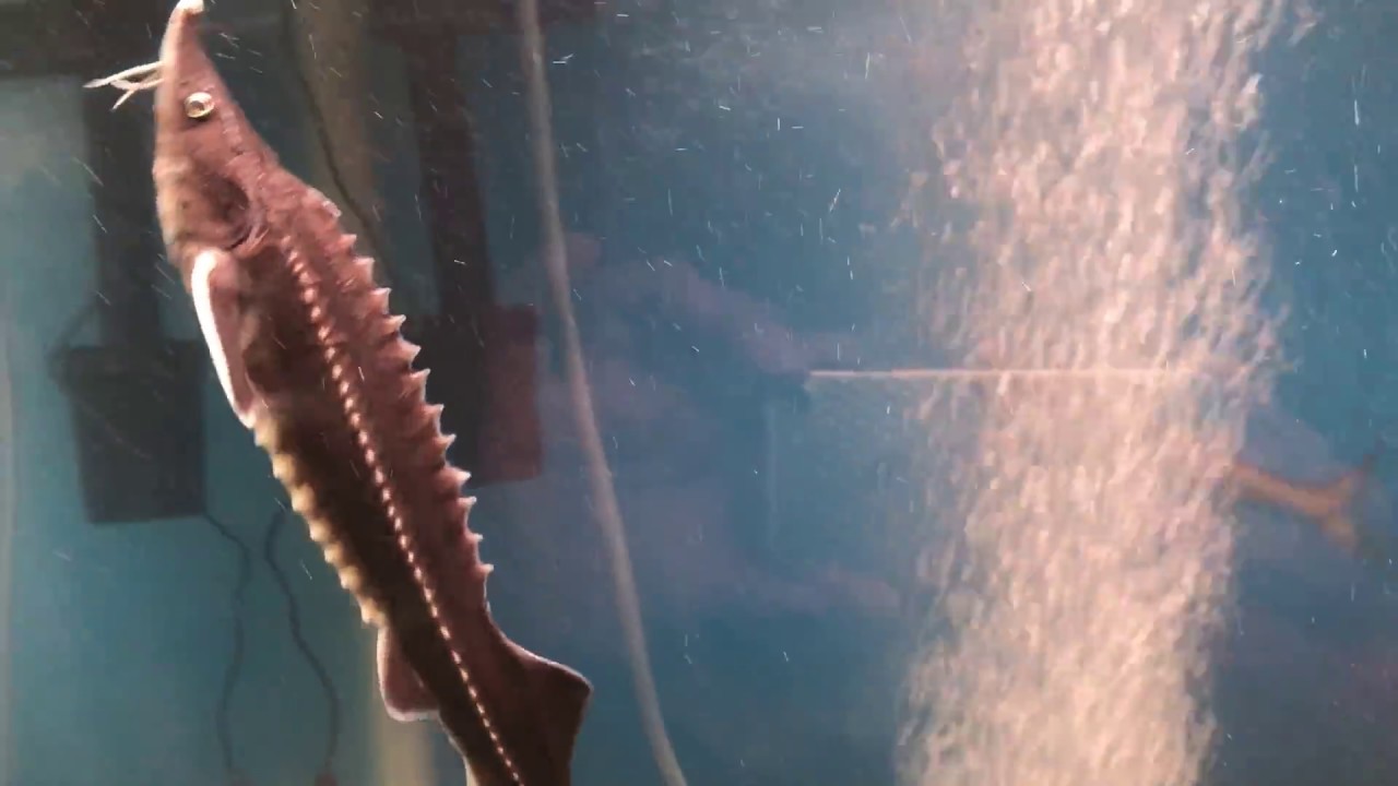 28センチクラスになったら 迫力が出てきたベステルチョウザメ 黄泉の国からやってきた獣魚人 聖海熊一郎