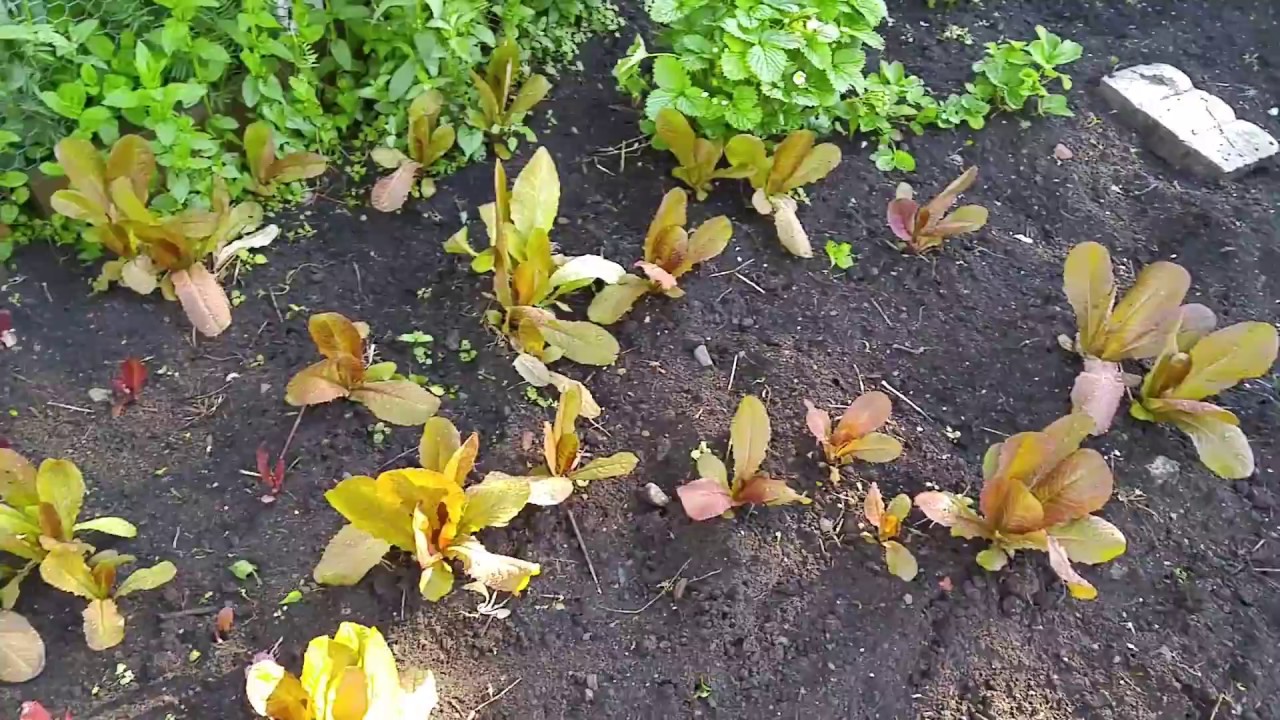 climate change projections Garden Update/Talk About Our Compost Tea (Ontario Spring Struggles 2017)