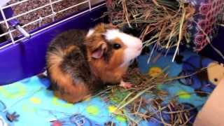 New Foster Piggy and a Bit of Hedgie Cuteness by SnowdropHedgie 2,870 views 11 years ago 3 minutes, 55 seconds