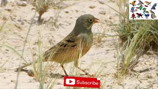 صوت طائر المطوق رسول الغيث القبرة أوالزقزاق جودة عالية جرجس Eurasian Skylark - Alauda arvensis sound