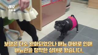 강아지 목디스크 치료증례 -  일산 올리브동물병원 한방치료