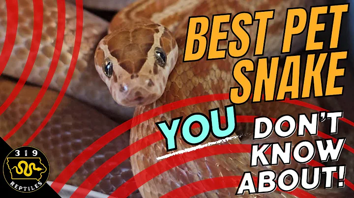 The BEST Pet Snake YOU Never Knew You Needed