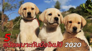 5 สายพันธุ์ สุนัขเหมาะกับมือใหม่ในปี 2020