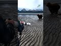 Bear Met the Wrong Man😮