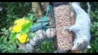 Grey Squirrel On Spring Sunday Visit To My Cottage Garden Scone Perth Perthshire Scotland