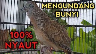 Download Lagu PERKUTUT BANGKOK GACOR MENGUNDANG BUNYI PERKUTUT LAIN  MP3 Download Lagu PERKUTUT BANGKOK GACOR MENGUNDANG BUNYI PERKUTUT LAIN  MP3