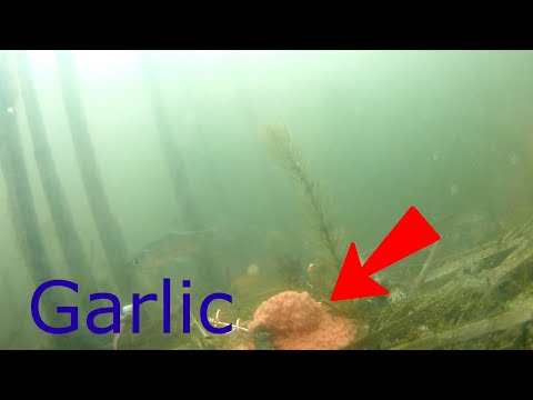 Video: Carp With Garlic Oil