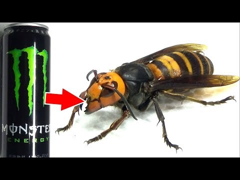 弱ったオオスズメバチにモンエナを飲ませたら凄いことになった