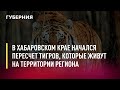 В Хабаровском крае начался пересчёт тигров, которые живут на территории региона. Новости.7/02/22