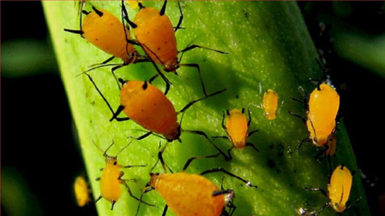 how to get rid of aphids on roses - YouTube