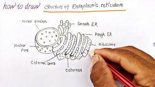 how to draw the diagram of endoplasmic reticulum, er easily, screenshot 5