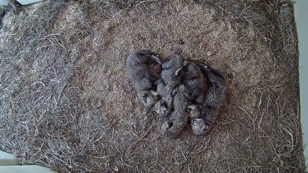 #NatZooZen Cheetah Cub Cam Cuddle Puddle - YouTube