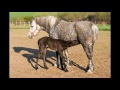 The Chaperones of Disneyland Facts About the Percheron Horse