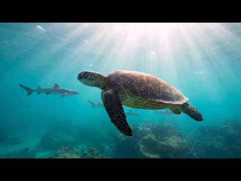 Snorkeling Tintoreras