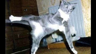 Cute Cats and Dogs Funny Compilation #6 / Самые смешные собаки и кошки Подборка Приколов # 6 Cute Cats and Dogs Funny Compilation #6 / Самые смешные собаки и кошки Подборка Приколов # 6
