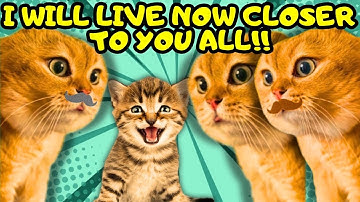 When a Cat Uncle Decides to Move Closer to His Family (part 9) (Ep.558)