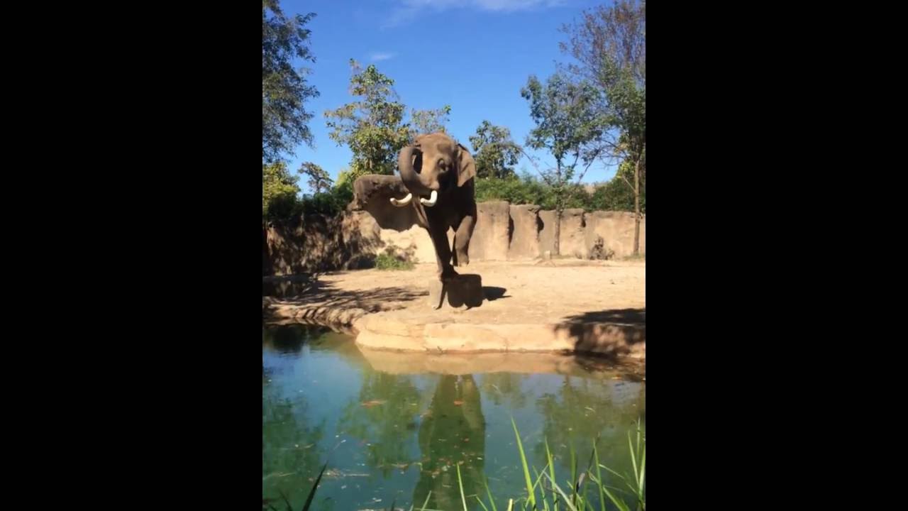 Raja at Saint Louis Zoo Training Routine - YouTube