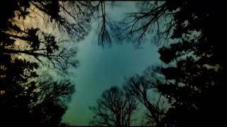 Download Lagu Tetrao Urogallus - Gulo Gulo MP3