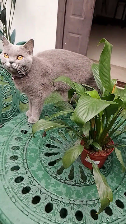 #britishshorthair  Morning laze