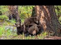 An Amazing Grizzly Family Today and as Newborns