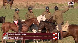 Final | Campeonato de España de Galgos 2019