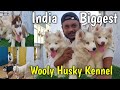 Indias biggest wooly coat husky  waggling wolves kennel  best husky puppy in burdwan west bengal