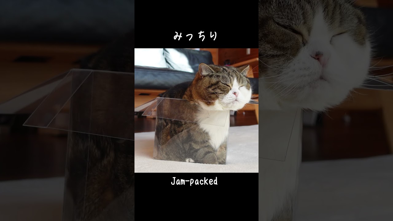 透明な箱とねこ。 #Shorts | 私信 まるです。