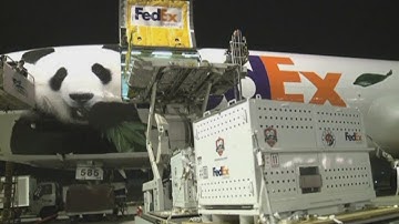 Two giant pandas are FedExed to Canada