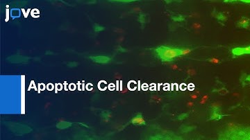 Live Imaging: Apoptotic Cell Clearance During Drosophila Embryogenesis l Protocol Preview
