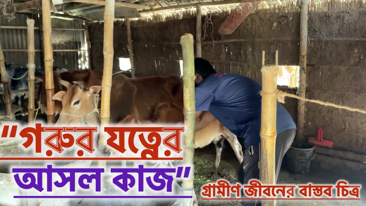 গোয়াল ঘর পরিষ্কার থেকে গরুর খাদ্য প্রস্তুত |গ্রামের খামারের বাস্তব জীবন | Cow Farm Vlog 
