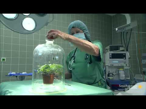Does Plants Feel Pain