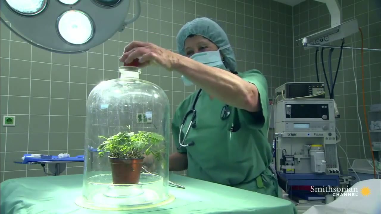 Does Plants Feel Pain