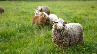 Lambs In Grazing Field Stock Video