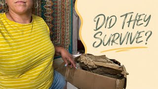 Details My Doll Delivery Arrived Crushed. Did They Survive Update