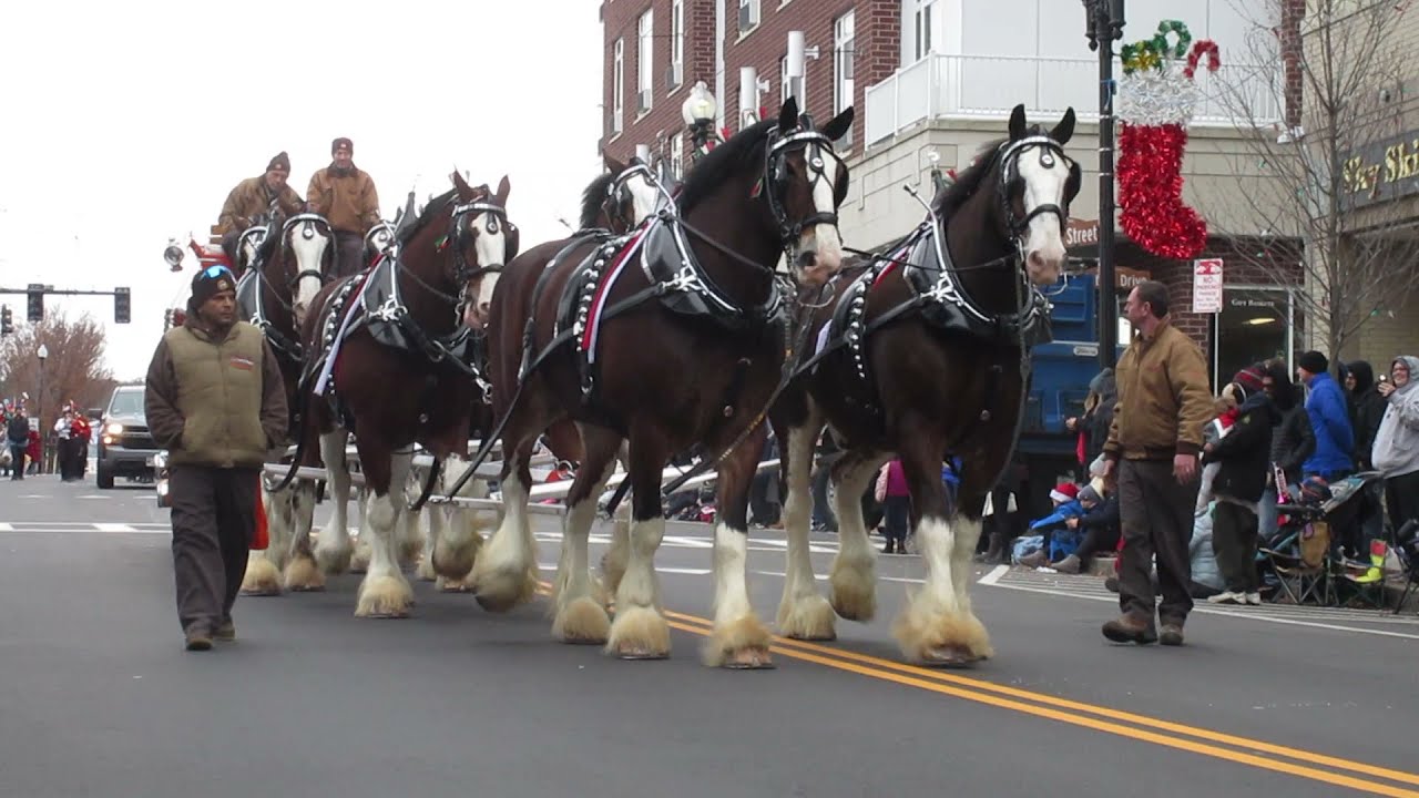 Quincy's 68th Christmas Parade 2021The Hallamore Clydesdales YouTube