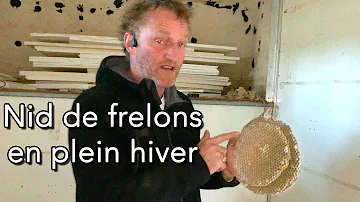 Est-ce que les frelons vivent l'hiver ?