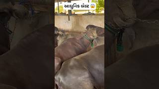 ડિજિટલ બેલ્ટ 😱🐃 #pashupalan #dairyfarming #farming