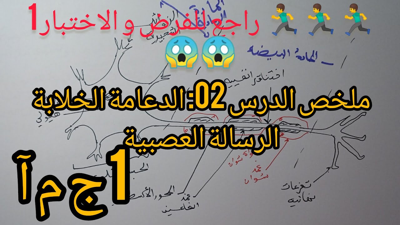 🏃‍♀️🏃‍♀️ ملخص بسط  🤩 للمراجعة للفرض/ الإختبار 1 سنة 1 ج م آ- الدرس 2:الدعامة الخلوية للرسالة العصبية
