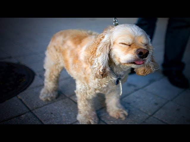 Funny Sneezing Dogs  Cute and Funny Sneezing Dogs (Full) [Funny Pets]