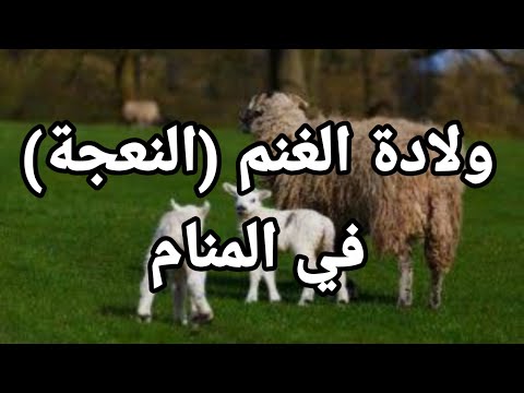 تفسير حلم رؤية ولادة الغنم والنعجة الشاة في المنام تفسير الاحلام فاطمة الزهراء