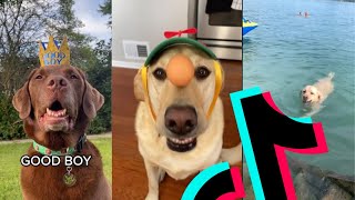 The Best Labrador TikTok Compilation | Dogs Of TikTok by Dogs Of TikTok 33,012 views 2 years ago 7 minutes, 26 seconds