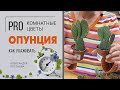 Опунция - необычный кактус. Чем опасен и что в нем интересного?