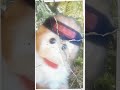 Mister Monkey was ready to take over the role of Rambo if the studio needed a new actor.