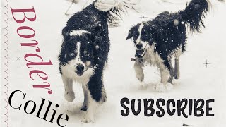 Ultimate Guide to Border Collie: Breed Traits, Care & Training Tips | Dog Lovers Unleashed
