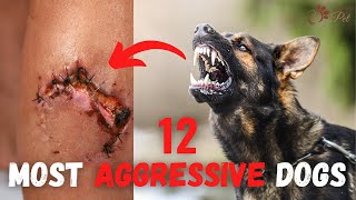 12 Most Aggressive Dogs in the World - AGGRESSIVE DOG BREEDS - Top 12 Most Dangerous Dogs