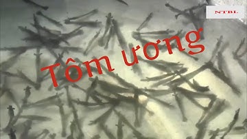 NÂNG CAO HIỆU QUẢ NUÔI TÔM  QUẢNG CANH 2 GIAI ĐOẠN