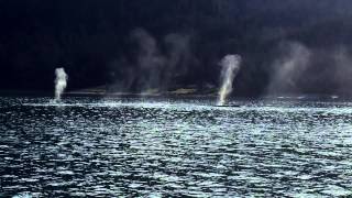 Alaska Humpback Encounter