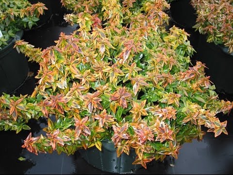 Abelia x grandiflora 'Kaleidoscope'