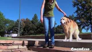 Helping dogs up and down stairs with the GingerLead Dog Support & Rehabilitation Sling